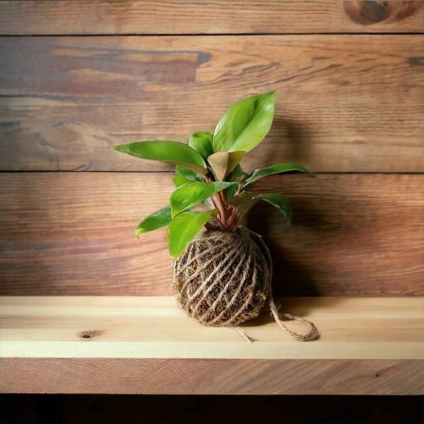 Kokedama moss ball plant by Wild Roots Gifting – natural air-purifying green decor for homes and offices in Delhi NCR and Dehradun