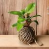 Kokedama moss ball plant by Wild Roots Gifting – natural air-purifying green decor for homes and offices in Delhi NCR and Dehradun