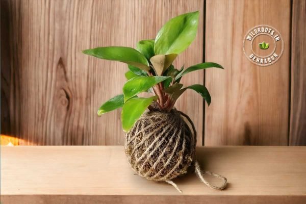 Kokedama moss ball plant by Wild Roots Gifting – natural air-purifying green decor for homes and offices in Delhi NCR and Dehradun