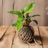 Kokedama moss ball plant by Wild Roots Gifting – natural air-purifying green decor for homes and offices in Delhi NCR and Dehradun