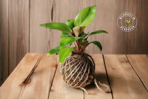 Kokedama moss ball plant by Wild Roots Gifting – natural air-purifying green decor for homes and offices in Delhi NCR and Dehradun