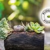 Succulents grown on rustic wooden log planter with Wild Roots Gifting logo – handcrafted eco-friendly decor in Delhi NCR and Dehradun