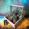 Wooden plant basket holding six live plants by Wild Roots Gifting – eco-friendly multi-plant indoor decor for Delhi NCR and Dehradun homes and offices