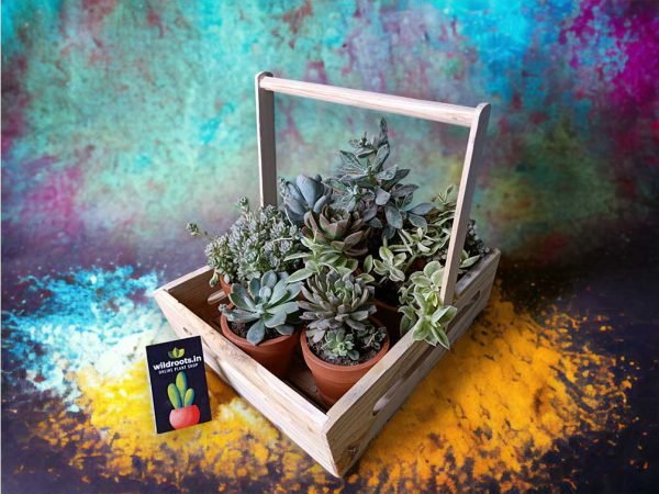 Wooden plant basket holding six live plants by Wild Roots Gifting – eco-friendly multi-plant indoor decor for Delhi NCR and Dehradun homes and offices