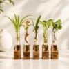 Hydroponic desktop plant holder with mango wood base and glass test tubes for indoor plants and modern office desk décor.
