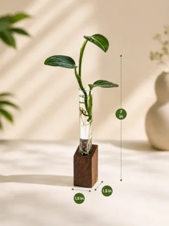 Hydroponic desktop plant holder with mango wood base and glass test tubes for indoor plants and modern office desk décor.