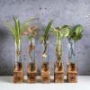 Test tube planter with live plants on handcrafted wooden stand by Wild Roots Gifting – eco-friendly indoor decor in Delhi NCR and Dehradun