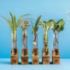 Test tube planter with live plants on handcrafted wooden stand by Wild Roots Gifting – eco-friendly indoor decor in Delhi NCR and Dehradun