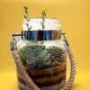 Rope jar terrarium with succulents by Wild Roots Gifting – rustic hanging glass planter for indoor decor in Delhi NCR and Dehradun