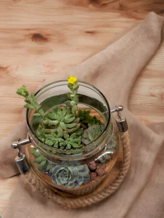 Rope jar terrarium with succulents by Wild Roots Gifting – rustic hanging glass planter for indoor decor in Delhi NCR and Dehradun