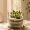 small cylindrical succulent terrarium in glass container 4x4 inches with layered sand and pebbles, mini indoor plant for desktop decor and gifting