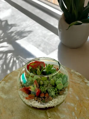 6 inch fish bowl terrarium by wild roots for home decor and gifting