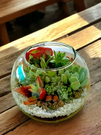 6 inch fish bowl terrarium by wild roots for home decor and gifting