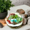 6 inch fish bowl terrarium by wild roots for home decor and gifting (6)