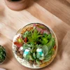 6 inch fish bowl terrarium by wild roots for home decor and gifting
