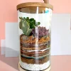6x10 inch desktop cylindrical terrarium for gifting and home decor