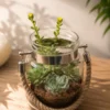 rope jar succulent terrarium with real succulent plants in glass jar planter, decorative indoor terrarium for desktop, office decor, gifting and modern home interiors