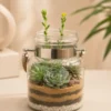 rope jar succulent terrarium with real succulent plants in glass jar planter, decorative indoor terrarium for desktop, office decor, gifting and modern home interiors