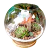 Fish bowl terrarium with succulents by Wild Roots Gifting – elegant glass planter for indoor decoration in Delhi NCR and Dehradun