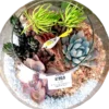Fish bowl terrarium with succulents by Wild Roots Gifting – elegant glass planter for indoor decoration in Delhi NCR and Dehradun