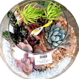 Fish bowl terrarium with succulents by Wild Roots Gifting – elegant glass planter for indoor decoration in Delhi NCR and Dehradun