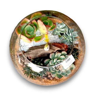 Fish bowl terrarium with succulents by Wild Roots Gifting – elegant glass planter for indoor decoration in Delhi NCR and Dehradun