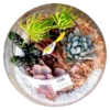 Fish bowl terrarium with succulents by Wild Roots Gifting – elegant glass planter for indoor decoration in Delhi NCR and Dehradun