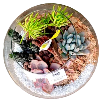 Fish bowl terrarium with succulents by Wild Roots Gifting – elegant glass planter for indoor decoration in Delhi NCR and Dehradun