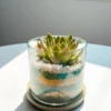 4-inch glass terrarium with succulent plant on a wooden base by Wild Roots – ideal for gifting or home décor.