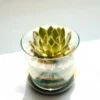 4-inch glass terrarium with succulent plant on a wooden base by Wild Roots – ideal for gifting or home décor.