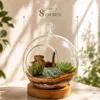 Handcrafted round borosilicate glass terrarium with succulent plants and wooden base plate for home décor, office décor, and premium gifting.