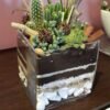 Small cube glass terrarium with live plants by Wild Roots Gifting – compact indoor garden decor for Delhi NCR and Dehradun homes and offices