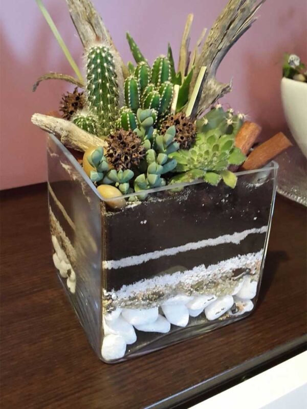 Small cube glass terrarium with live plants by Wild Roots Gifting – compact indoor garden decor for Delhi NCR and Dehradun homes and offices