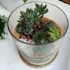 Desktop Cylindrical Terrarium (6x6) Inches
