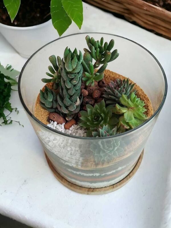 Desktop Cylindrical Terrarium (6x6) Inches