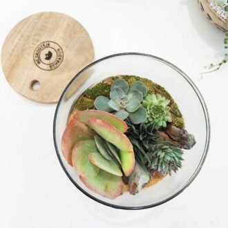 Desktop Cylindrical Terrarium (6x6) Inches