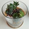 Desktop Cylindrical Terrarium (6x6) Inches