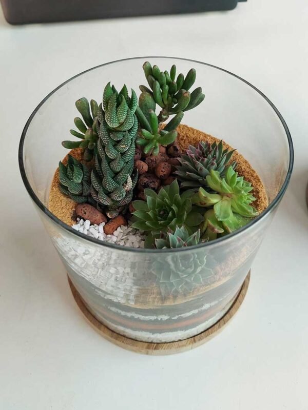 Desktop Cylindrical Terrarium (6x6) Inches