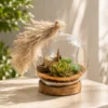 Handcrafted round borosilicate glass terrarium with succulent plants and wooden base plate for home décor, office décor, and premium gifting.