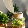 Glass Jar Terrarium