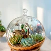 buy hanging globe terrarium online from gifting.wildroots.in