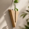 Premium V-shaped wooden wall hanging planter with glass test tube and pothos plant, minimalist indoor hydroponic planter for home décor, office decoration, and plant propagation.