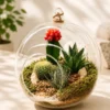 6-inch hanging glass bowl terrarium with succulents and cactuses by Wildroots Gift for home décor, office styling, and gifting in India.