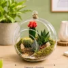 6-inch hanging glass bowl terrarium with succulents and cactuses by Wildroots Gift for home décor, office styling, and gifting in India.