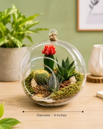 6-inch hanging glass bowl terrarium with succulents and cactuses by Wildroots Gift for home décor, office styling, and gifting in India.