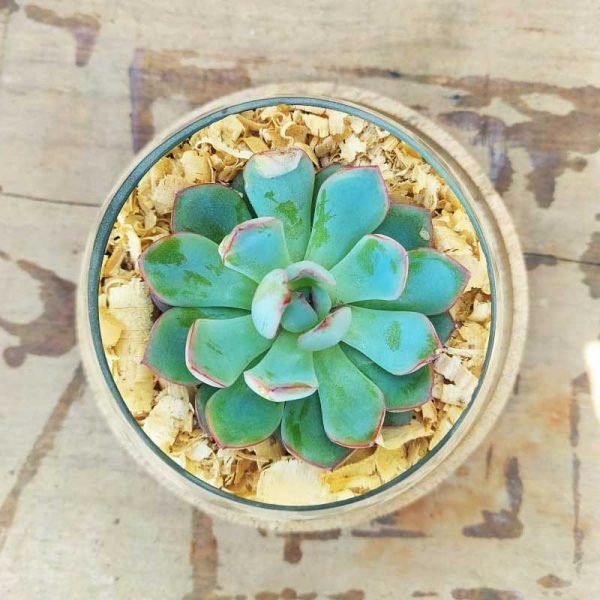Succulent Bowl Arrangement (4 INCH)