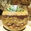 Succulent Bowl Arrangement (4 INCH)