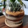 Succulent Bowl Arrangement (4 INCH)