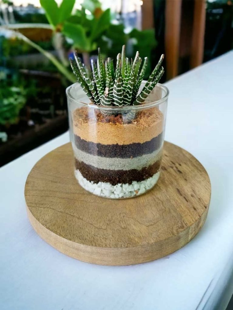 3"X 3" Cylindrical glass Terrarium ( Set of 2)