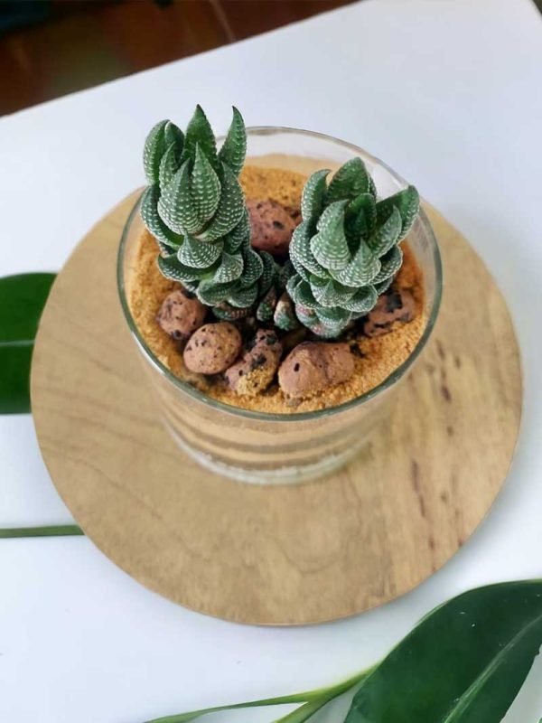 3"X 3" Cylindrical glass Terrarium ( Set of 2)